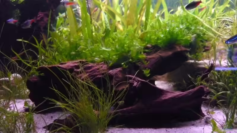 Mitlere wurzeln mit Höle von Bohnellie (6)