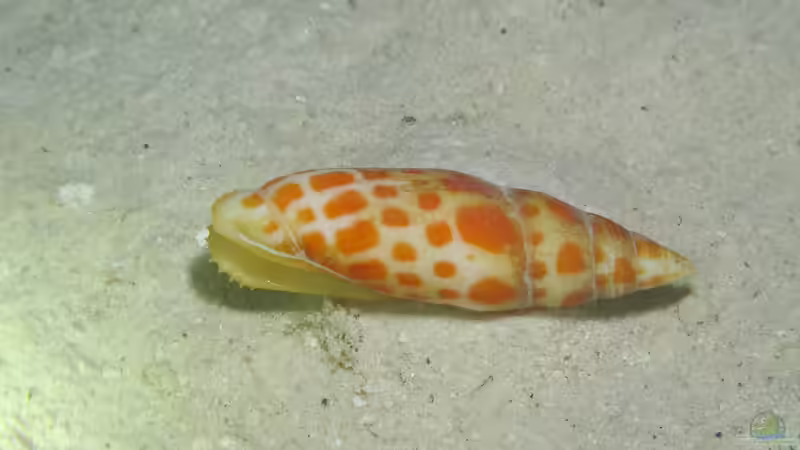 Mitraschnecken im Meerwasseraquarium gegen Borstenwürmer einsetzen