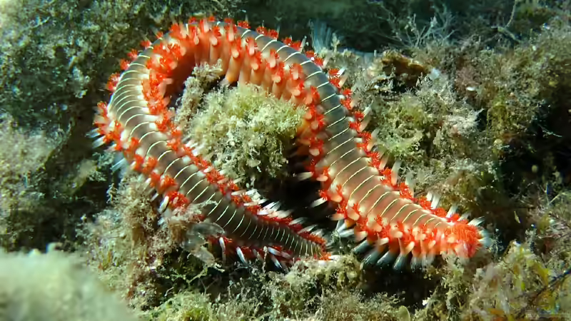 Mitraschnecken im Meerwasseraquarium gegen Borstenwürmer einsetzen