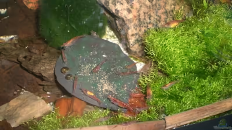 Mittach von Michael Boysen (4)