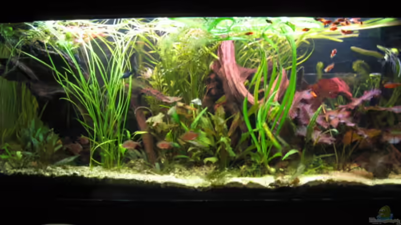 mittags von malawigome (4)