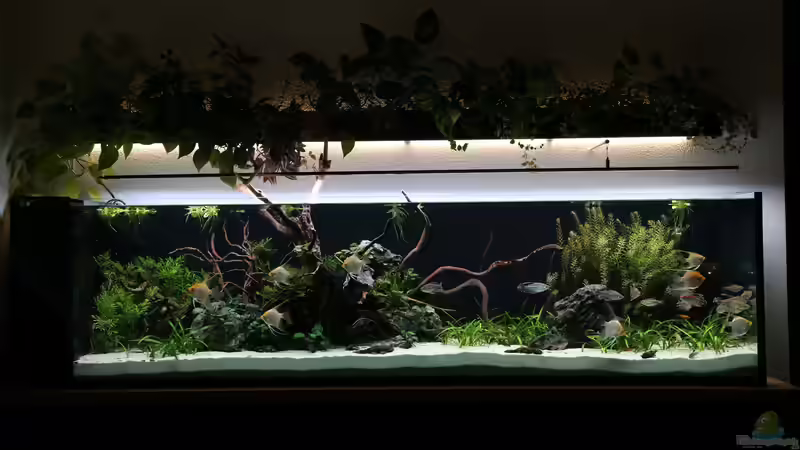 Mittagssonne von Michinet (4)