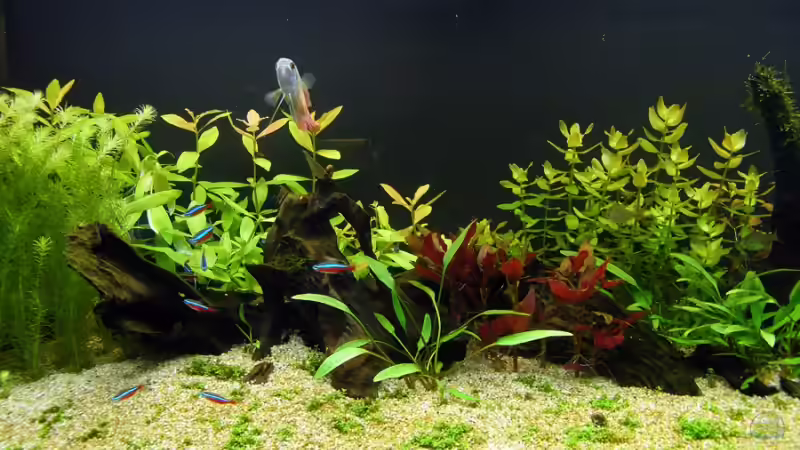 Mitte - Stand: 14.07.2009 von Rob86 (3)