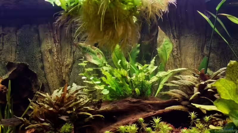 Mitte - Wurzel mit Cryptocoryne von Seemann (17)