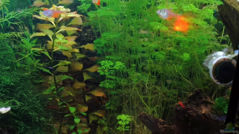 Mitte. Kleiner Tigerlotus, Enchinodorus Dschungelstar Nr.2, dahinter Ludwegie und Cabomba von WSS (11)