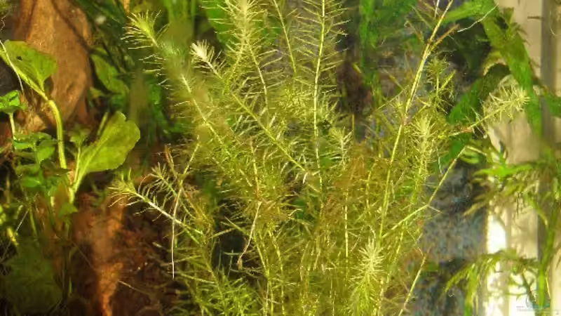 mitte: Mayaca vandellii - rechts: Indischer Wasserstern (Hygrophila Difformis, vorher: Synnema triflorum) - dahinter: Javafarn (Microsorum pteropus) von Maja Knodel (9)