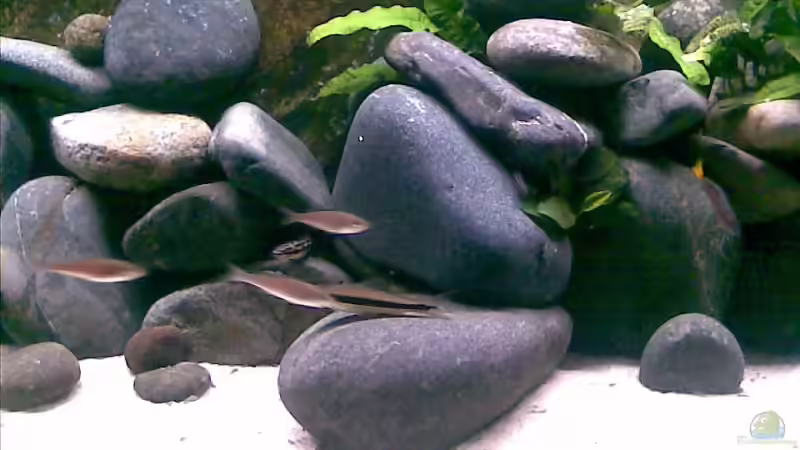 mitte 07.03.09 von Michael Geigel (10)