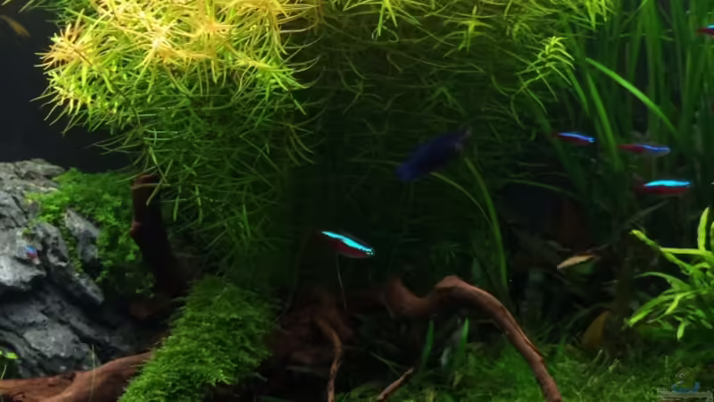 mitte 13.10.2013 von Walde (15)