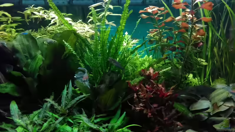 Mitte 15.9.18 von Grünhexe (43)