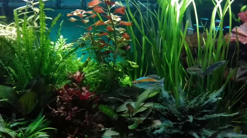 Mitte 15.9.18 von Grünhexe (45)