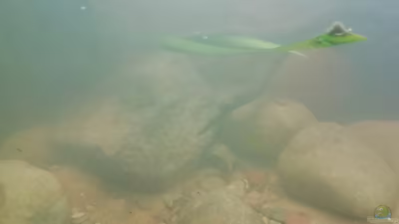 Mitte 17.02.2019 von - Stephen - (14)