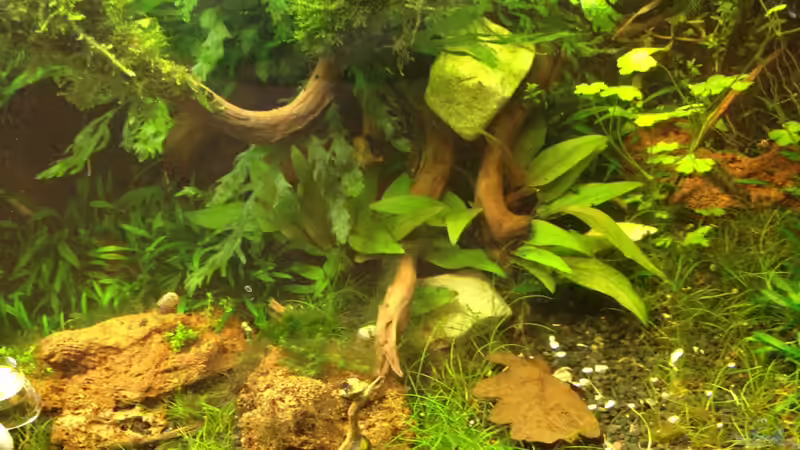 mitte 19.06.2013 von Walde (32)