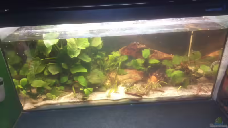 Mitte 2015 von Jenny (2)