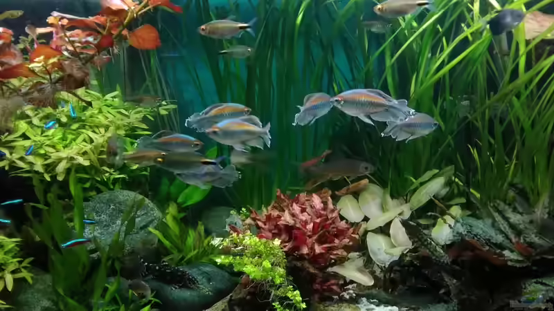 Mitte 29.11.18 von Grünhexe (19)