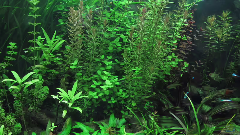 Mitte 30.03.2017 von Tigerlotus (15)