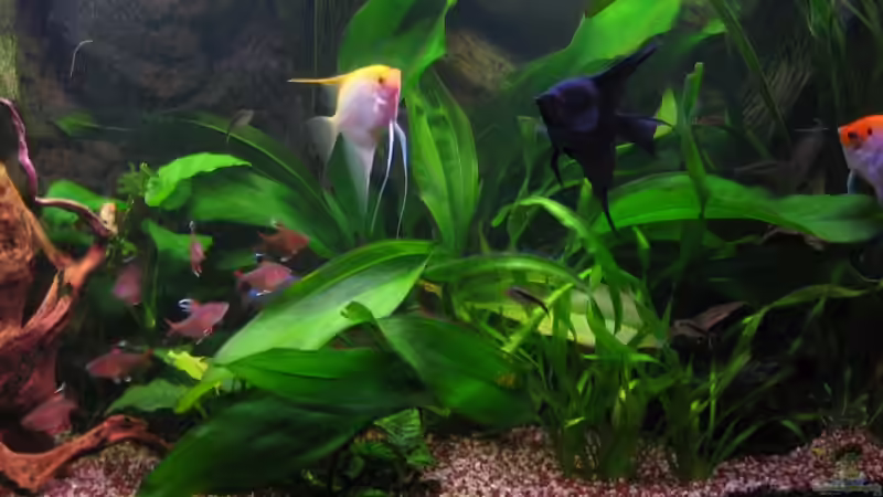 mitte 7.4.08 von Marco Weis (7)