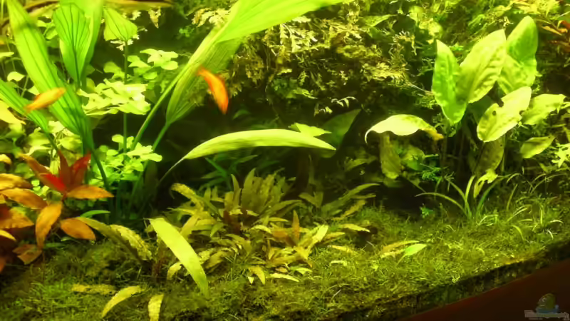 Mitte aktuell von Stinnes (7)