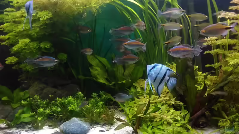 Mitte am 01.09.19 von Grünhexe (23)