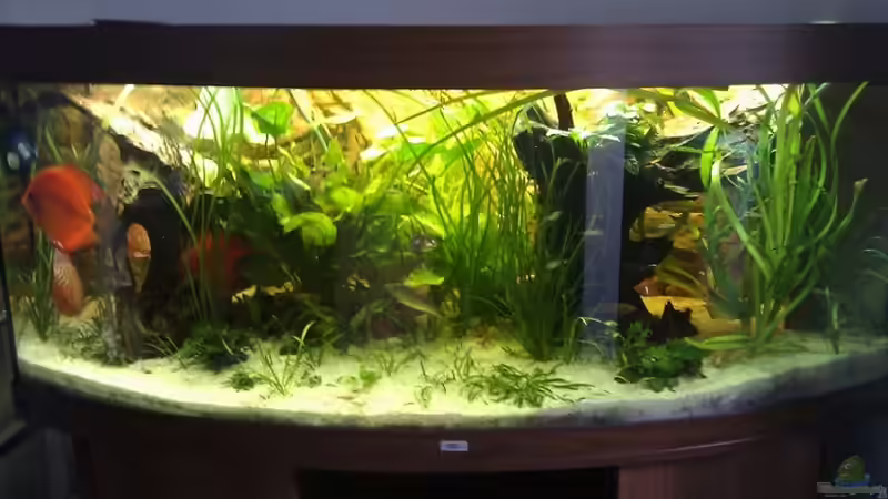 Mitte April 2011 von LockHeed (7)