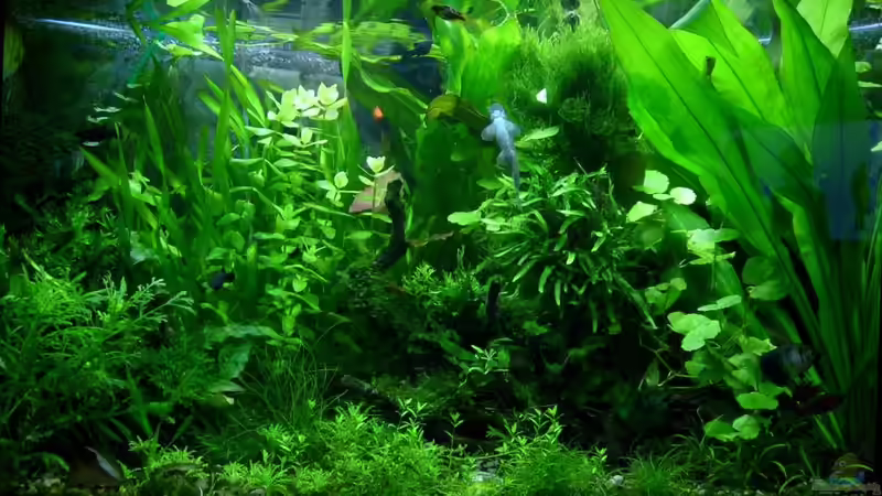 Mitte April 2011 von Volkmar1 (11)