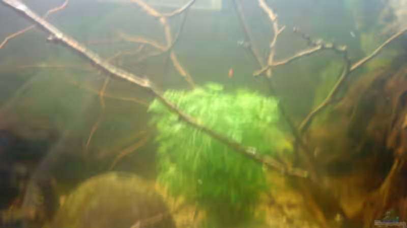 mitte cabomba mit ästen von t-time (8)