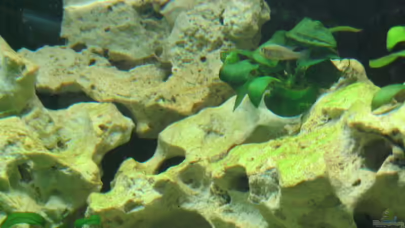 mitte des Aq von Andreas Herbrich (2)