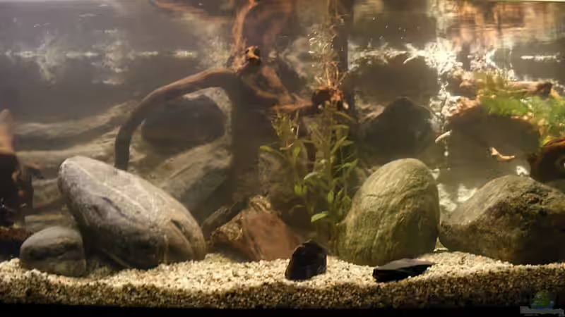 Mitte des Beckens, es wird noch weiterdekoriert von Falk (43)