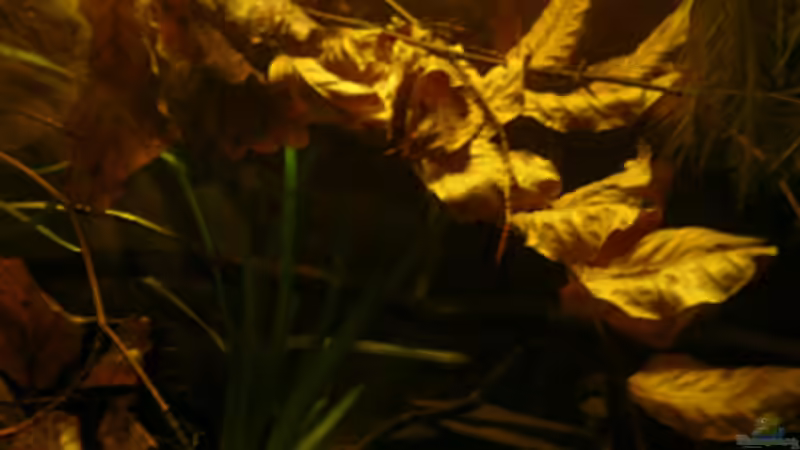 Mitte des Beckens von Cichlid Power (4)