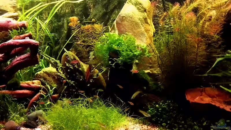 Mitte des Beckens von snooze (25)