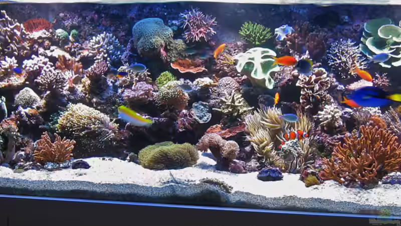 Mitte Dez. 2010 von MartinS (8)