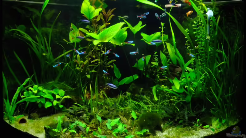 Mitte Dez von TDG (6)