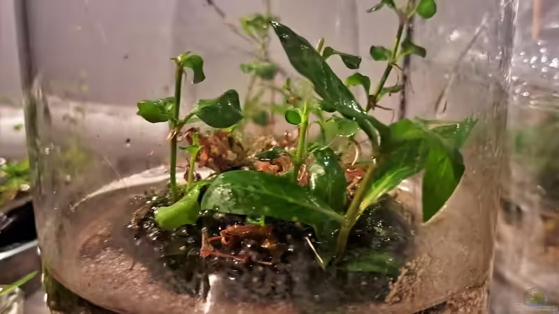 Mitte Februar 2023 von okefenokee (6)