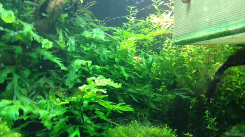 mitte hinten 19.06.2013 von Walde (34)