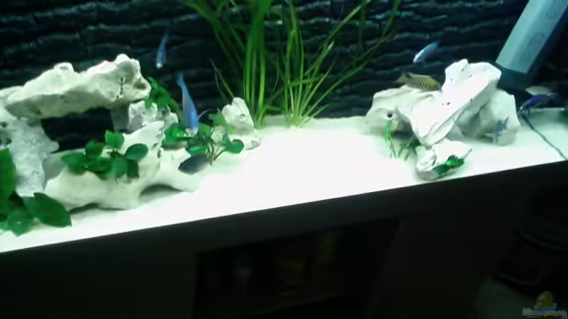 Mitte (Jetzt haben die Fische freie Sandfläche) von Jonny84 (14)