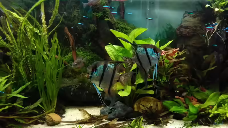 Mitte Jni 2017 von Grünhexe (79)