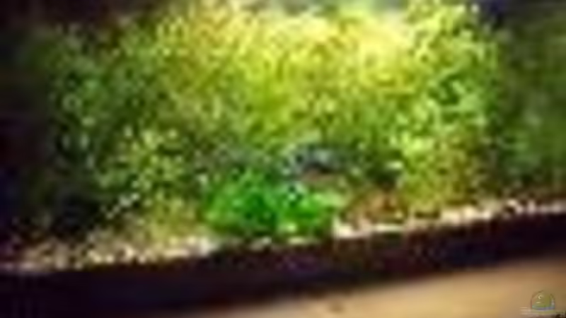 mitte Juli 2009 von Tamispapsi (3)