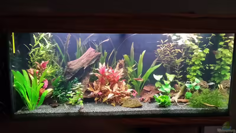 Mitte Juli 2015 von Anna-RS (4)