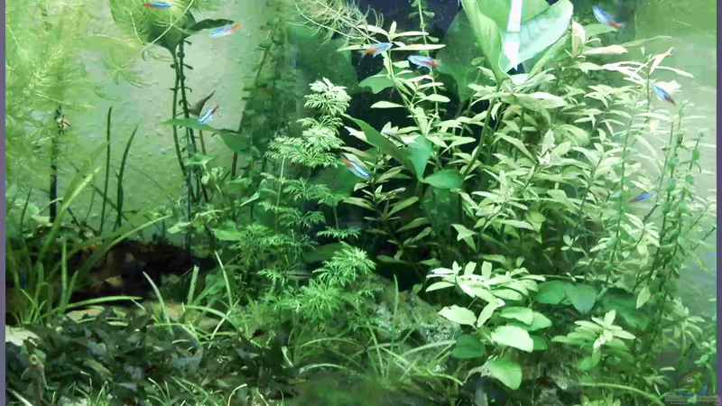 Mitte Juli von TDG (9)