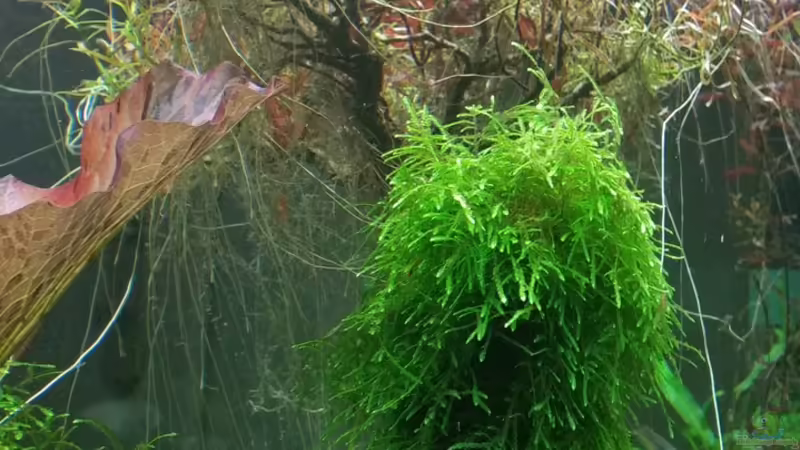 Mitte kleiner Baum von Ichigo (16)