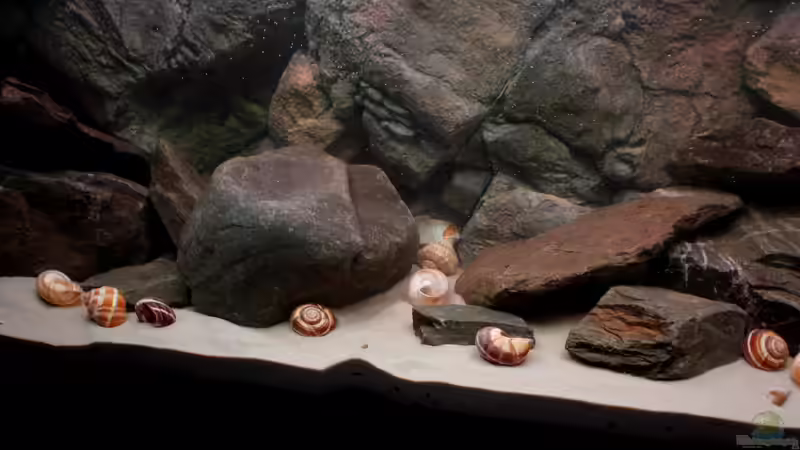 Mitte kurz nach dem Befüllen von Koehler (22)