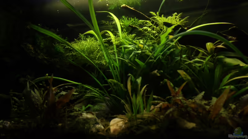 mitte links von aquamike (11)