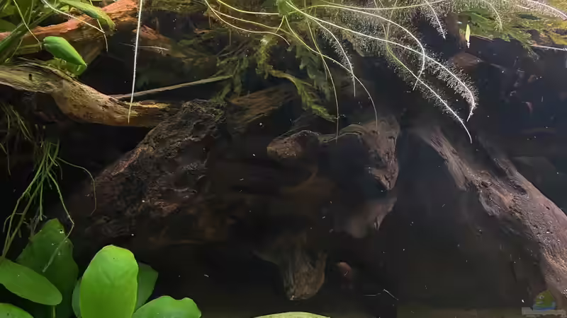 Mitte Links von Snowman (4)