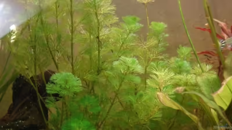 Mitte links von Wauz06 (4)