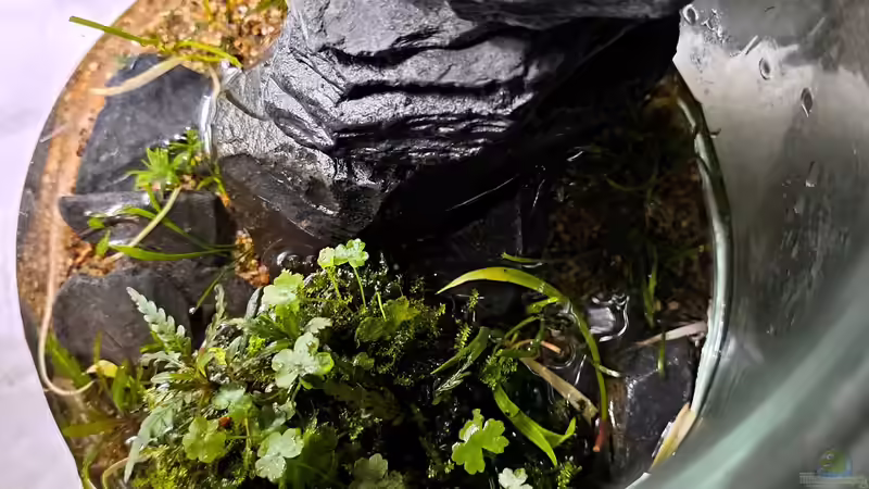 Mitte März 2023 von okefenokee (27)