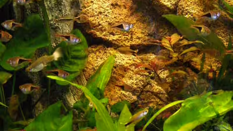 Mitte meines Beckens von SeLo (5)