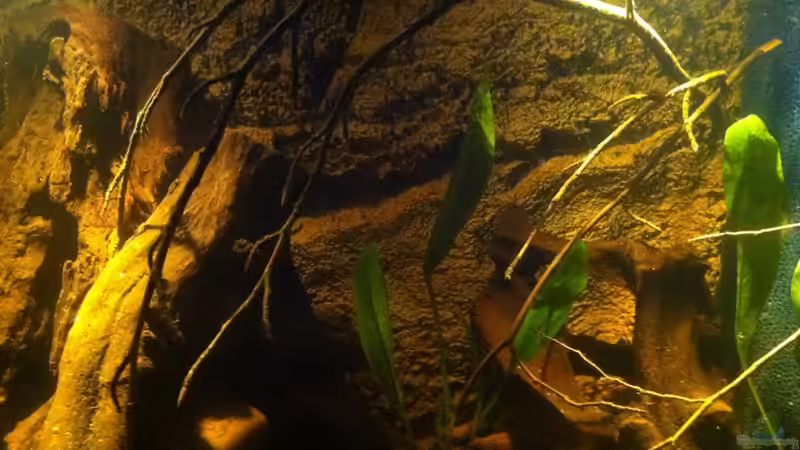 Mitte mit Rückwand von Exotist (7)