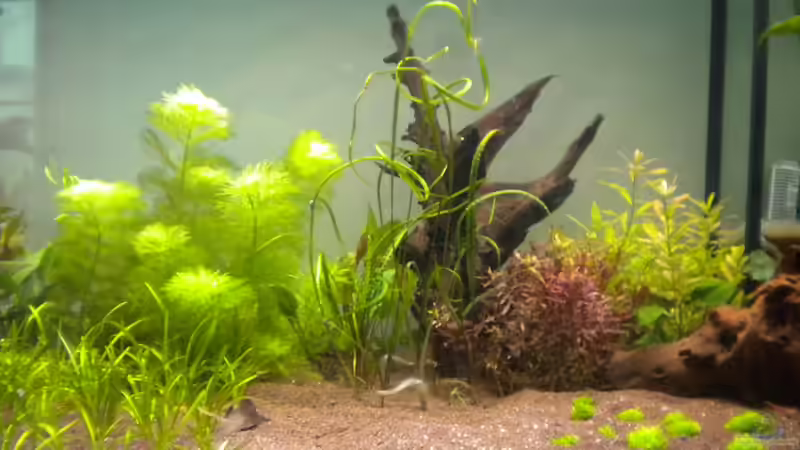 mitte nach Neueinrichtung von Schmausi (9)