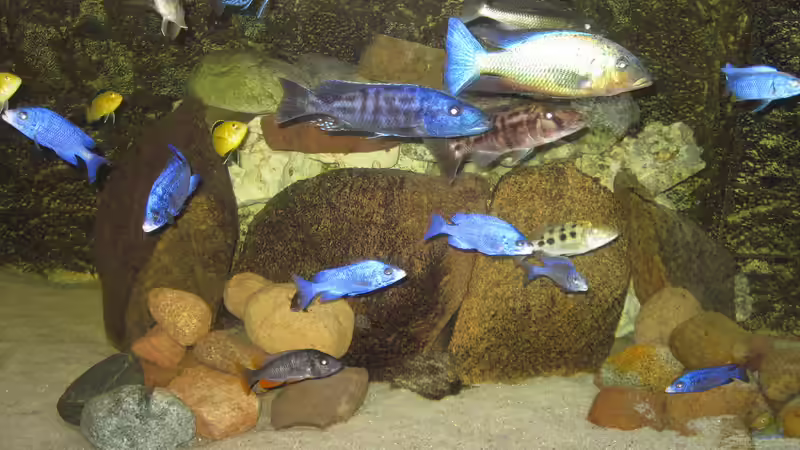 mitte neu von Manfred Meyer (12)