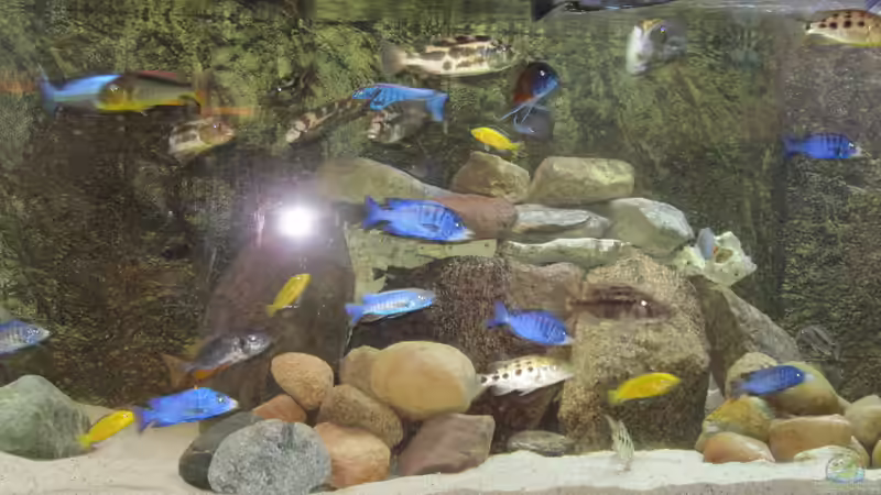 mitte neu von Manfred Meyer (13)