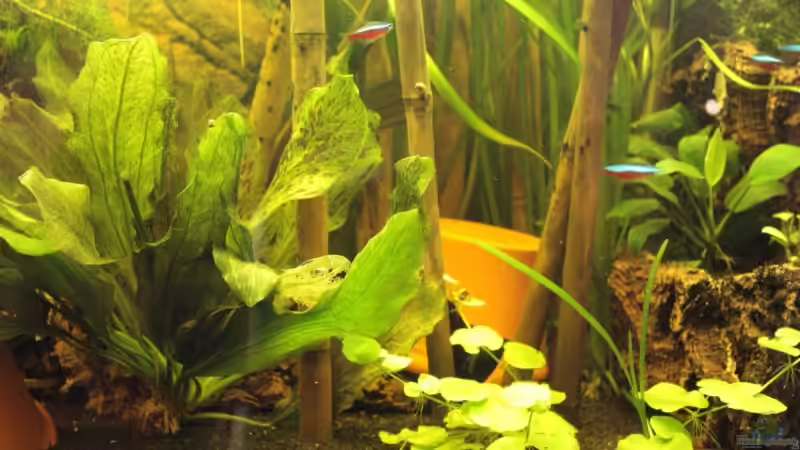 Mitte November 2008 von Marcus Blum (7)